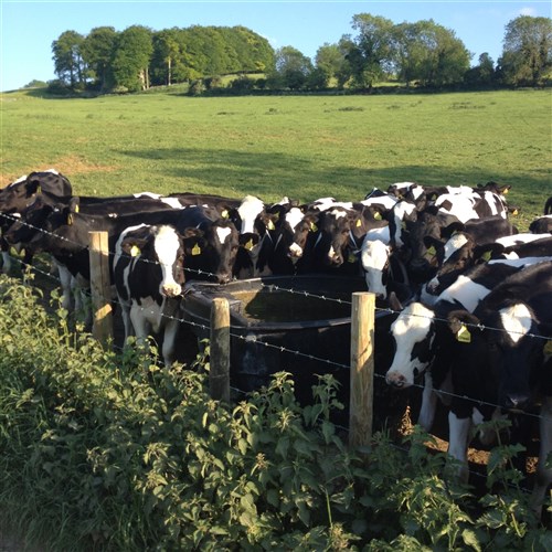 Paxton AT6 Circular Drinking Trough - 909 Litres