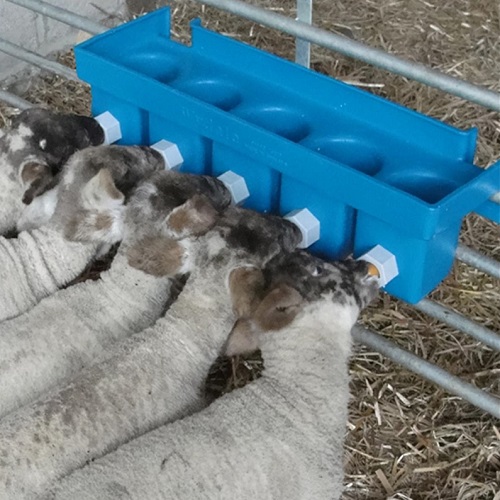 5 Teat Lamb and Kid Feeder