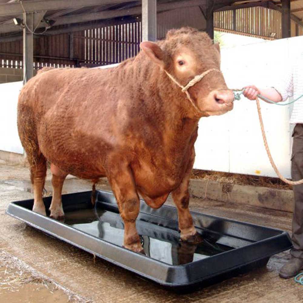 Paxton FB3 Cattle Footbath - 541 Litres